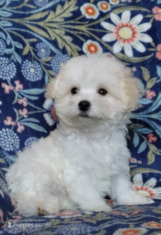 Nikita – Maltipoo puppy for sale in Crestview, FL
