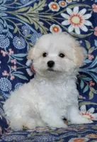Nikita, a male Maltipoo for sale in Crestview, FL – 1 of 9