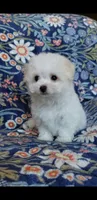 Simon, a male Maltipoo for sale in Crestview, FL – 7 of 9