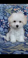 Nikita, a male Maltipoo for sale in Crestview, FL – 9 of 9