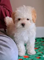 Cooper, a male Maltipoo for sale in Crestview, FL – Photo 6 of 10