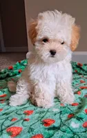 Cooper, a male Maltipoo for sale in Crestview, FL – Photo 2 of 10