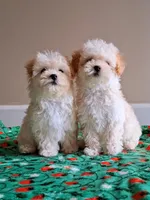 Cooper, a male Maltipoo for sale in Crestview, FL – Photo 8 of 10