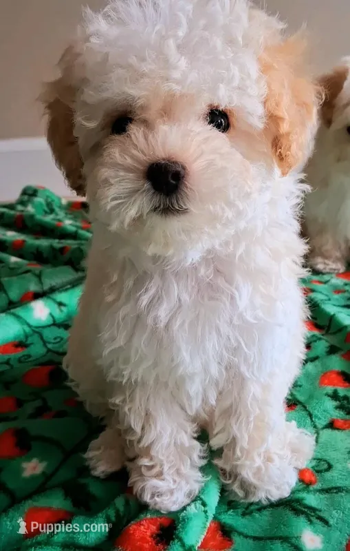 Cooper – Maltipoo puppy for sale in Crestview, FL