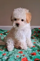 Cooper, a male Maltipoo for sale in Crestview, FL – Photo 4 of 10