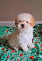 Cooper, a male Maltipoo for sale in Crestview, FL – Photo 3 of 10