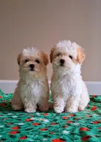 Cooper, a male Maltipoo for sale in Crestview, FL – Photo 9 of 10