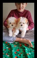 Cooper, a male Maltipoo for sale in Crestview, FL – Photo 7 of 10