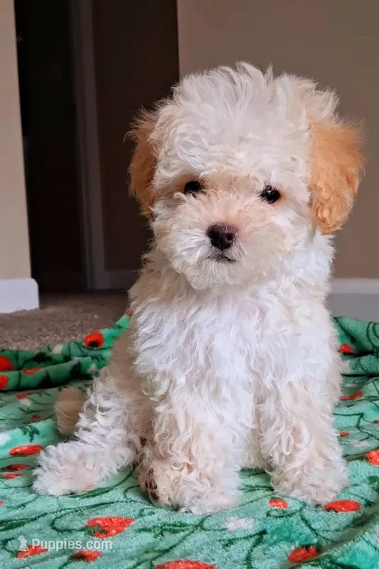 Cooper – Maltipoo puppy for sale in Crestview, FL