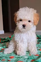 Cooper, a male Maltipoo for sale in Crestview, FL – Photo 1 of 10