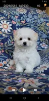 Simon, a male Maltipoo for sale in Crestview, FL – 6 of 9