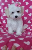 Daisy, a female Maltipoo for sale in Crestview, FL – 9 of 10