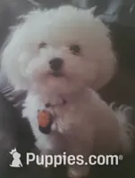 Nikita, a male Maltipoo for sale in Crestview, FL – 7 of 9