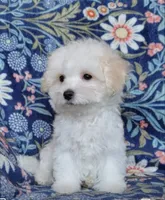 Nikita, a male Maltipoo for sale in Crestview, FL – 6 of 9