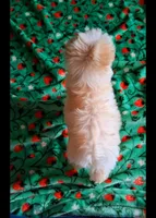 Milo, a male Maltipoo for sale in Crestview, FL – Photo 10 of 10