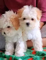 Milo, a male Maltipoo for sale in Crestview, FL – Photo 6 of 10