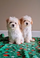 Milo, a male Maltipoo for sale in Crestview, FL – Photo 7 of 10