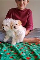 Milo, a male Maltipoo for sale in Crestview, FL – Photo 9 of 10