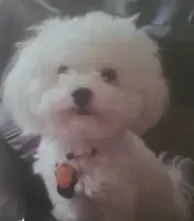 Teacup Milo, a male Maltipoo for sale in Crestview, FL – Photo 10 of 10