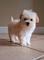 Milo, a male Maltipoo for sale in Crestview, FL – Photo 3 of 10