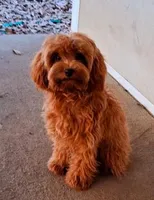 Teacup Milo, a male Maltipoo for sale in Crestview, FL – Photo 9 of 10