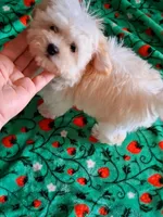 Milo, a male Maltipoo for sale in Crestview, FL – Photo 4 of 10