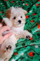 Milo, a male Maltipoo for sale in Crestview, FL – Photo 5 of 10