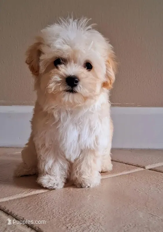 Milo – Maltipoo puppy for sale in Crestview, FL