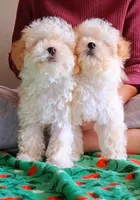 Milo, a male Maltipoo for sale in Crestview, FL – Photo 2 of 10