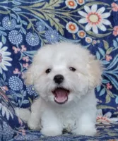 Nikita, a male Maltipoo for sale in Crestview, FL – 8 of 9