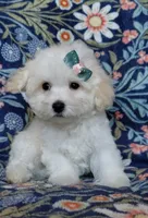 Nikita, a male Maltipoo for sale in Crestview, FL – 3 of 9