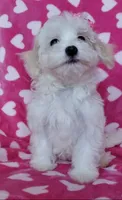 Daisy, a female Maltipoo for sale in Crestview, FL – 1 of 10