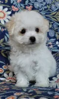 Simon, a male Maltipoo for sale in Crestview, FL – 3 of 9
