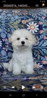 Nikita, a male Maltipoo for sale in Crestview, FL – 2 of 9