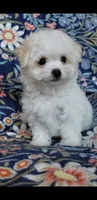 Simon, a male Maltipoo for sale in Crestview, FL – 4 of 9
