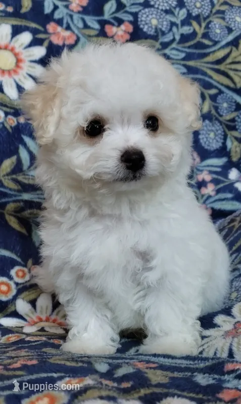 Simon – Maltipoo puppy for sale in Crestview, FL