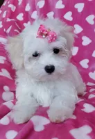 Daisy, a female Maltipoo for sale in Crestview, FL – 4 of 10