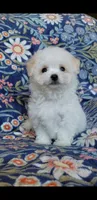 Simon, a male Maltipoo for sale in Crestview, FL – 8 of 9