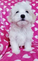 Daisy, a female Maltipoo for sale in Crestview, FL – 10 of 10