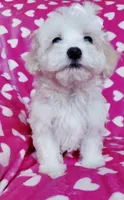 Daisy, a female Maltipoo for sale in Crestview, FL – 2 of 10