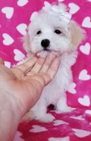 Daisy, a female Maltipoo for sale in Crestview, FL – 7 of 10