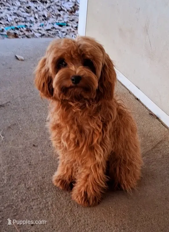 Teacups (CREDIT CARD ACCEPTED)