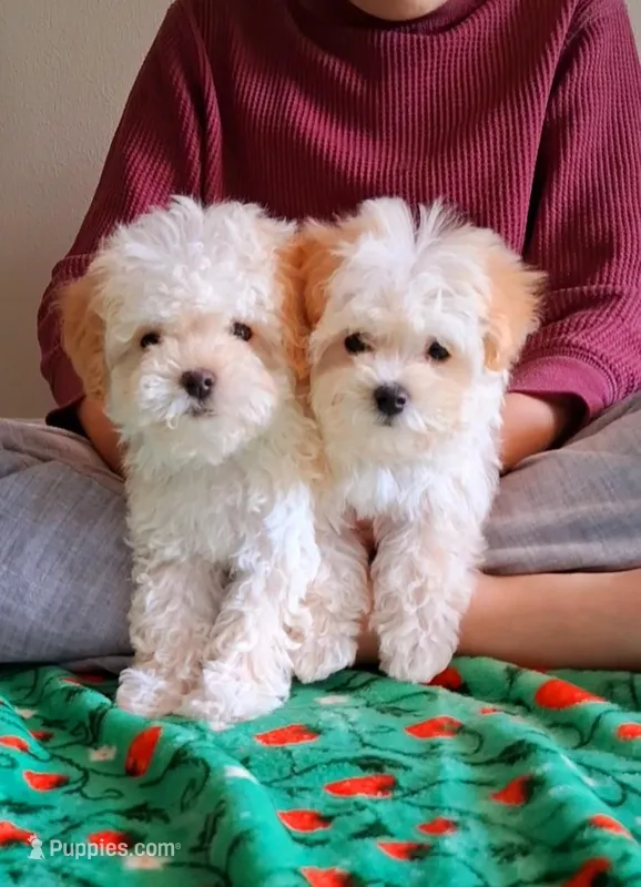 Teacups (CREDIT CARD ACCEPTED) – Maltipoo, Poodle - Toy  puppy for sale in Crestview, FL