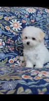 Simon, a male Maltipoo for sale in Crestview, FL – 5 of 9