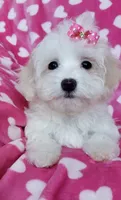 Daisy, a female Maltipoo for sale in Crestview, FL – 5 of 10