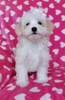 Daisy, a female Maltipoo for sale in Crestview, FL – 8 of 10