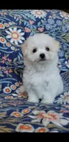 Simon, a male Maltipoo for sale in Crestview, FL – 9 of 9
