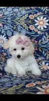 Nikita, a male Maltipoo for sale in Crestview, FL – 5 of 9