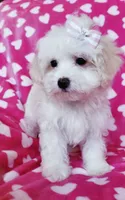 Daisy, a female Maltipoo for sale in Crestview, FL – 6 of 10