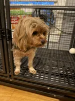 Mama, a female Yorkshire Terrier for sale in Lowell, MA – 1 of 1